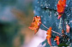 英雄联盟总决赛门票-阿拉巴一链锁山海，切尔西稳稳摘下哥斯达黎加之星