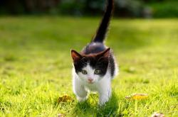 英雄联盟总决赛2025-完美逻辑的失效，罗德里戈的第37分钟