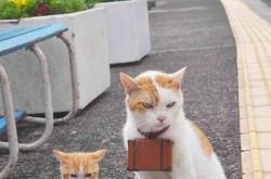 LOL决赛-命运23分钟，当雷恩的闪电刺穿埃及的暮光