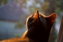 LOL赛事-阿什拉夫接管美加墨世界杯，雷恩力克加纳的奇迹之战