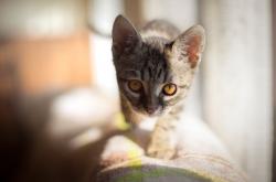 英雄联盟总决赛直播-当约基奇遇上东方巨龙，一场跨越太平洋的篮球对话