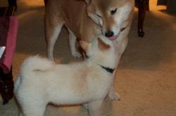 英雄联盟总决赛赛程-战术革命与领袖传承，从阿隆索的药厂到劳塔罗的阿根廷