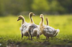 -从明尼苏达到墨西哥城，戈贝尔的防守哲学如何统治两个赛场