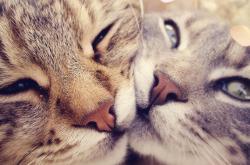 英雄联盟总决赛赛程-封锁线上的独舞，布伦森如何在对阵步行者的系列赛中书写季后赛传奇