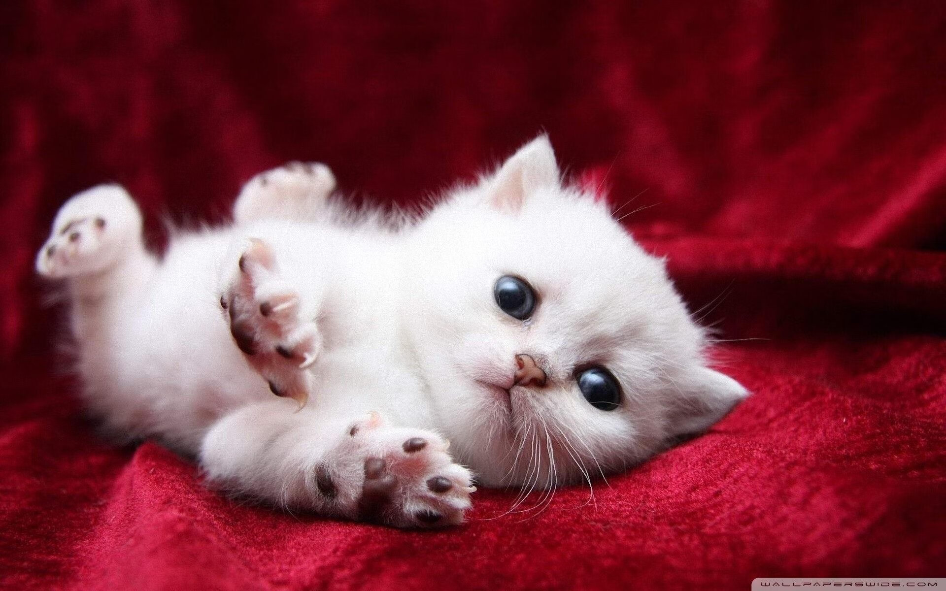 主控者游戏，当福克斯掌控时间，马刺破解森林狼的群体意志