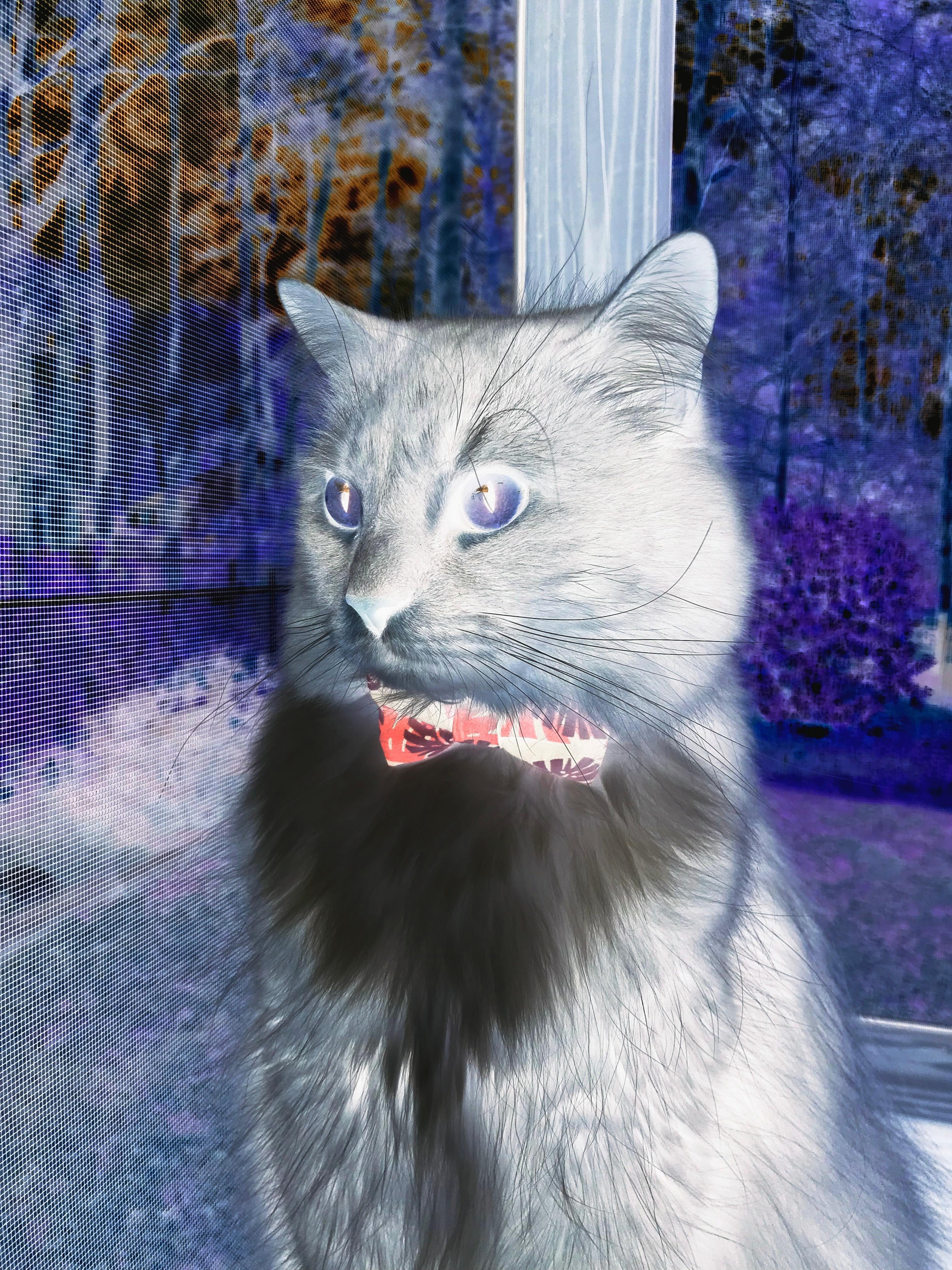 当胜利的咆哮穿越孟菲斯夜空,灰熊的年轻风暴与勇士王朝的暮色侵袭