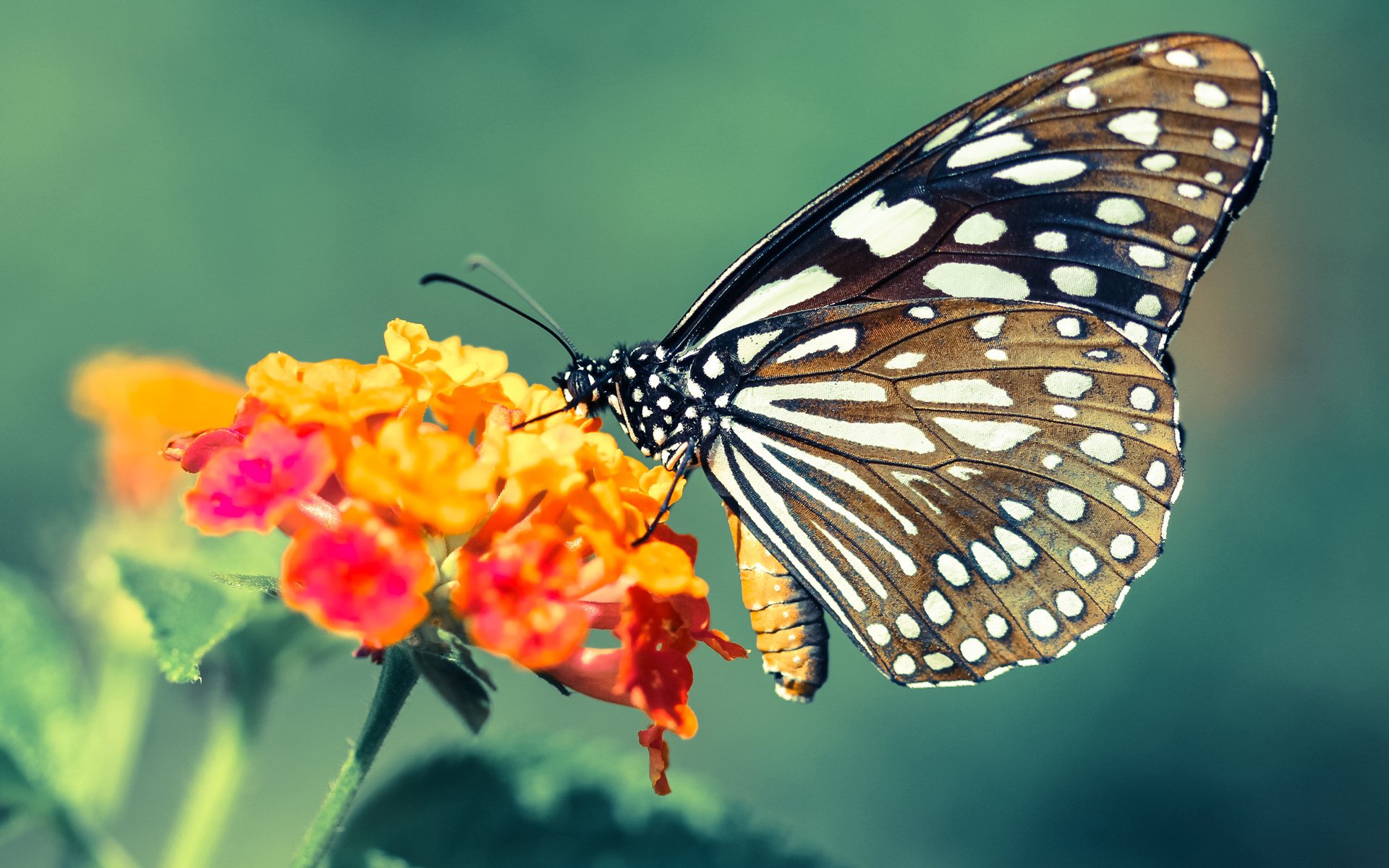变频心脏，武切维奇如何以攻防转换核心身份，驱动新疆队收割十一冠王广东