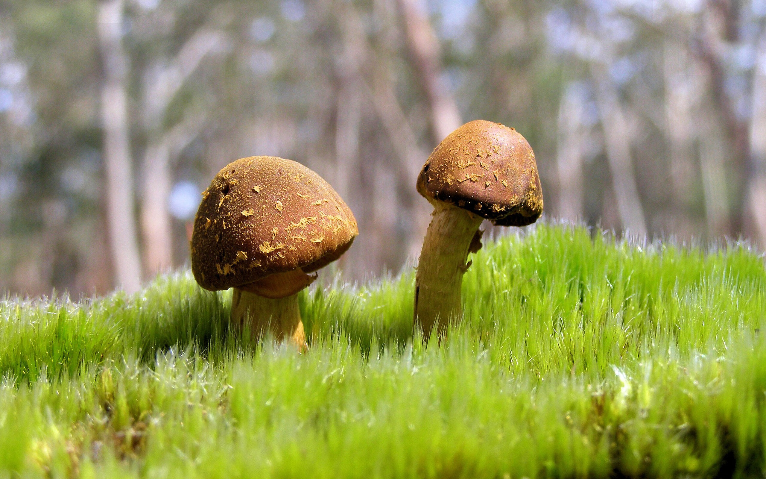 跨界烽烟,当南美雄鹰遭遇紫百合,三笘薰如何一肩扛起全队?