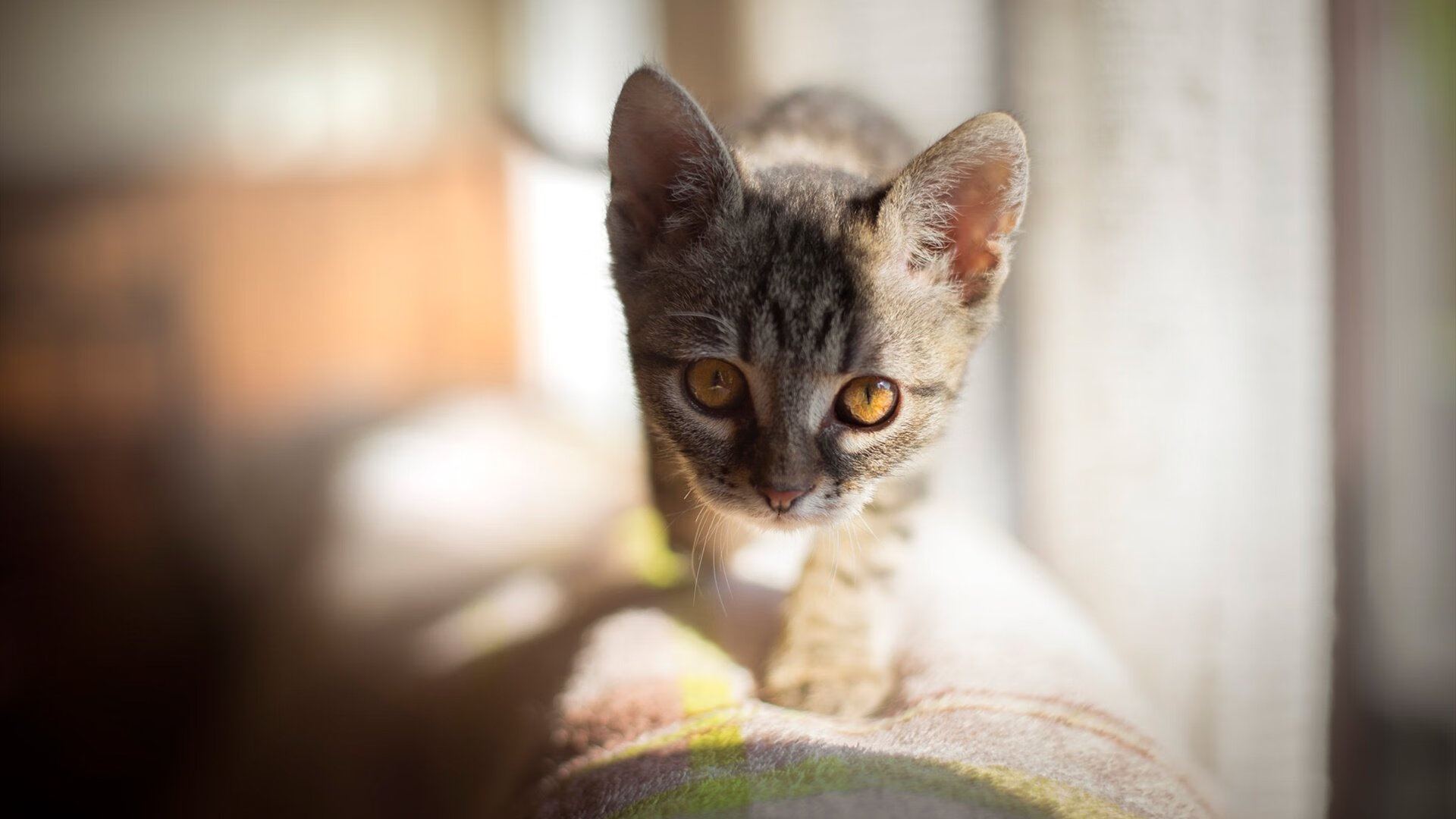 当约基奇遇上东方巨龙,一场跨越太平洋的篮球对话