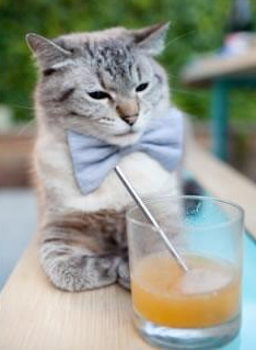 北非之鹰展翅击溃南美劲旅,戈麦斯一战封神,赛后满分评分诠释统治力