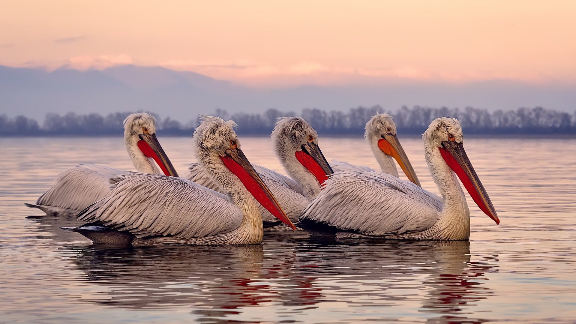 字母哥独舞黄浦江，上海队死战破粤军