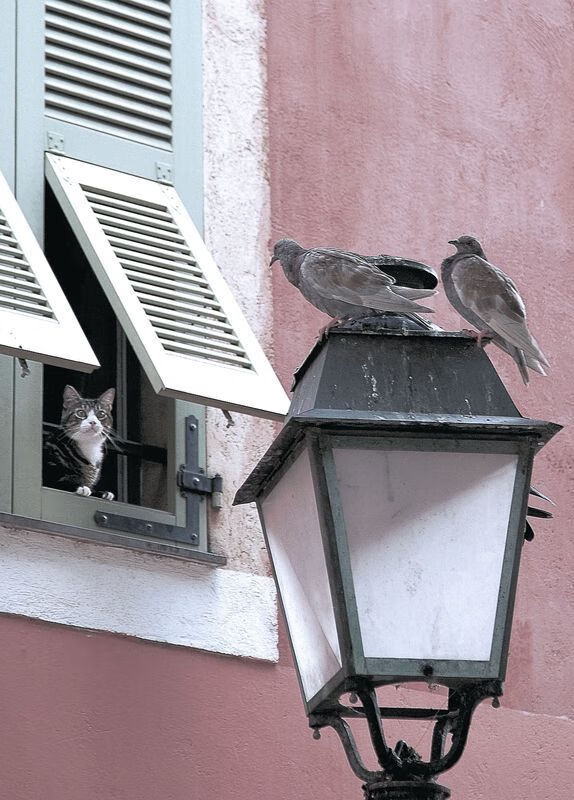 孤城铁闸,德里赫特一夫当关,秘鲁险胜贝蒂斯的防守艺术