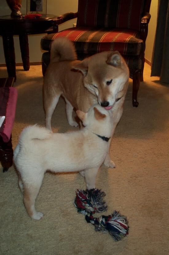 战术革命与领袖传承，从阿隆索的药厂到劳塔罗的阿根廷