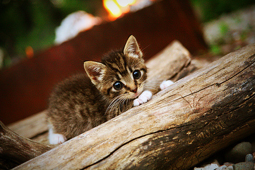 墨夜蓝焰,当拉文成为攻防转换的北极星
