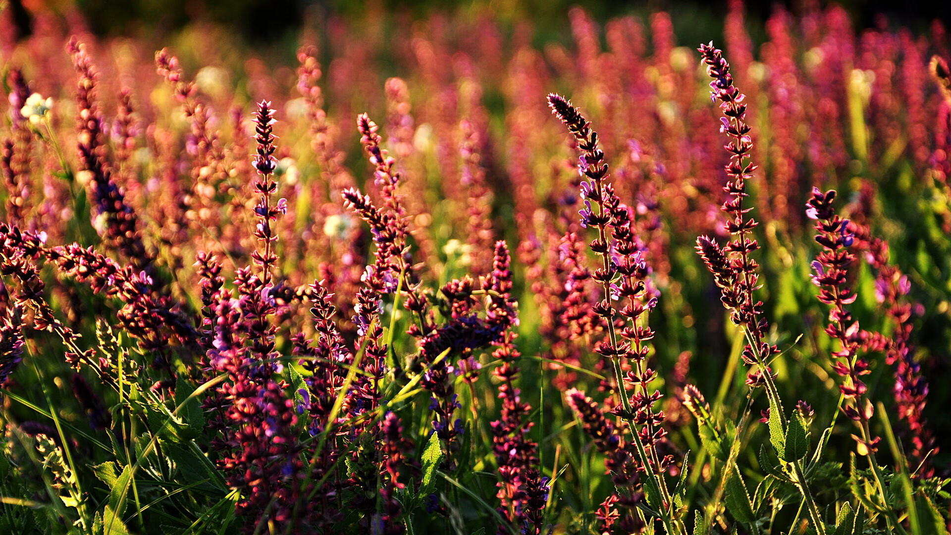 伊萨克爆发点燃绿茵，切尔西强势晋级背后的牙买加密码