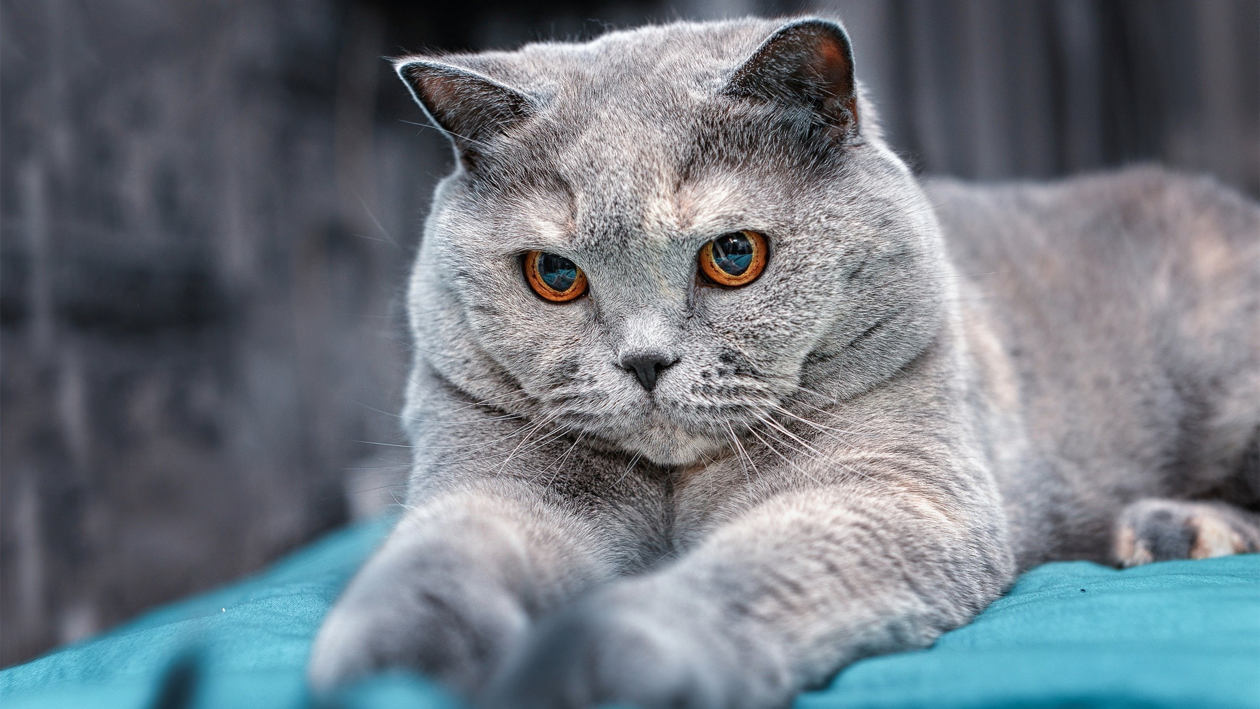 赛道与绿茵场的对话,那个将硬仗熬成王冠的人